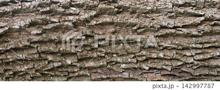 Old bark tree texture. Natural wood surface pattern, old tree skin 142997787