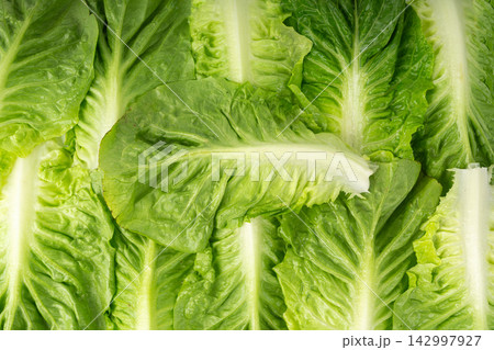 One romaine lettuce salad texture backgroound. Cos green leaves pattern, fresh romain salat One romaine lettuce salad texture backgroound. Cos green leaves pattern, fresh romain salat 142997927