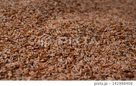 Plantago ovata seeds, Psyllium husk, isabgol dietary fiber or ispaghula 142998408