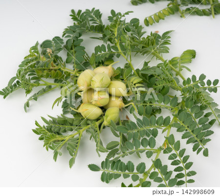 Fresh chickpea leaves and pods isolated. Green shoots and twigs of a legume plant Fresh chickpea leaves and pods isolated. Green shoots and twigs of a legume plant 142998609