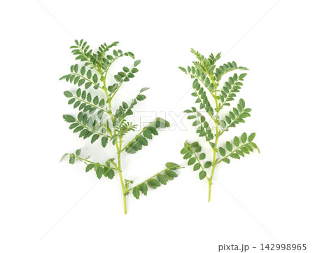 Fresh chickpea leaves and pods isolated. Green shoots and twigs of a legume plant Fresh chickpea leaves and pods isolated. Green shoots and twigs of a legume plant 142998965
