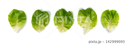 Romaine lettuce salad isolated. Cos green leaves, fresh romain salat head, raw cabbage 142999093