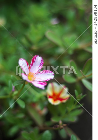ストライプポーチュラカの花 142999134