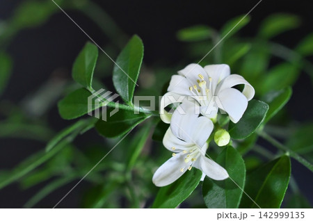 白いジャスミンの花 白いジャスミンの花 142999135