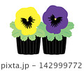 シンプルな黄色と紫の花苗、二苗 142999772