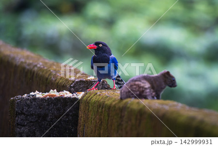 Taiwan Blue Magpie and Squirrel on Wall Taiwan Blue Magpie and Squirrel on Wall 142999931