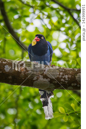 Taiwan blue magpie perched on a tree branch in Wulai, New Taipei City Taiwan blue magpie perched on a tree branch in Wulai, New Taipei City 142999951
