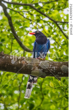 Taiwan blue magpie perched on a tree branch in Wulai, New Taipei City Taiwan blue magpie perched on a tree branch in Wulai, New Taipei City 142999952