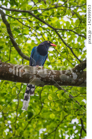 Taiwan Blue Magpie Perched on Tree Branch in Wulai Forest Taiwan Blue Magpie Perched on Tree Branch in Wulai Forest 142999953