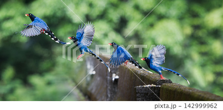 Taiwan blue magpie sequence flight in Wulai, New Taipei City 142999962