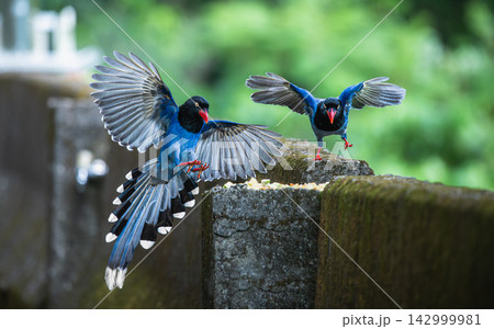 Taiwan blue magpies flying over a wall in New Taipei City, Taiwan 142999981