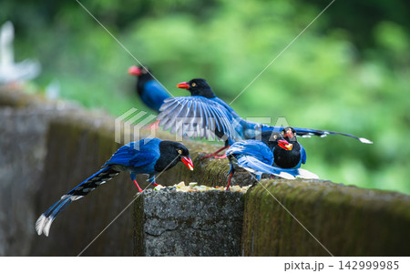 Taiwan blue magpies feeding on a stone wall in New Taipei City Taiwan blue magpies feeding on a stone wall in New Taipei City 142999985