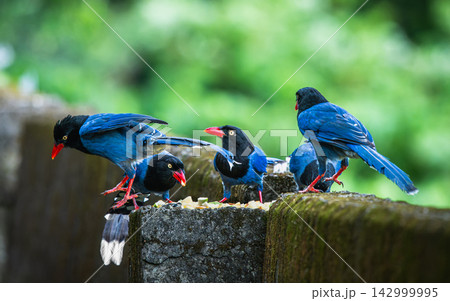 Taiwan Blue Magpies Feeding on Concrete Wall in Wulai Taiwan Blue Magpies Feeding on Concrete Wall in Wulai 142999995