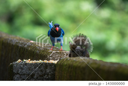 Taiwan Blue Magpie Perched on Wall with Squirrel 143000000