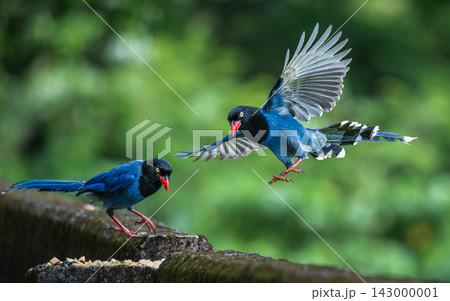 Taiwan blue magpies interacting in a forest in Wulai, New Taipei City 143000001