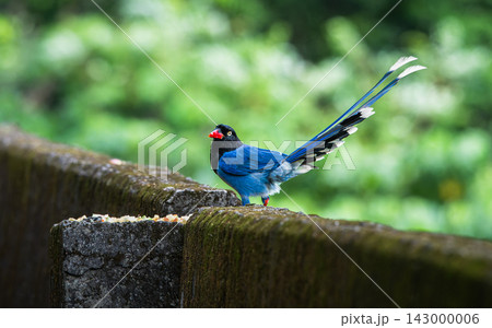 Taiwan blue magpie perched on a mossy wall in Wulai Taiwan blue magpie perched on a mossy wall in Wulai 143000006