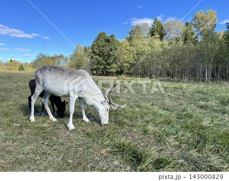 Reindeer and calf grazing in a green meadow under blue sky Reindeer and calf grazing in a green meadow under blue sky 143000829