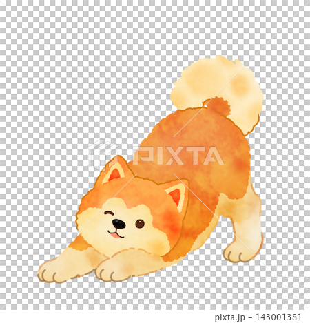一幅秋田犬的彩色插圖 一幅秋田犬的彩色插圖 143001381