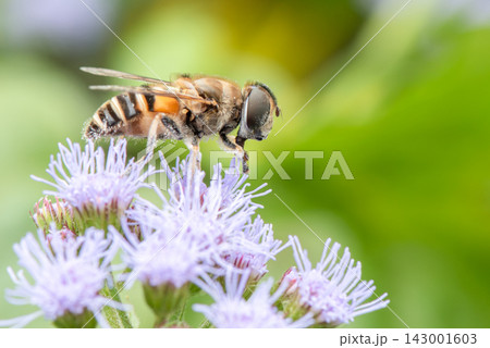 薄紫色の花の蜜を吸うハナアブ 薄紫色の花の蜜を吸うハナアブ 143001603
