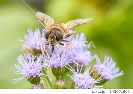 ハナアブが薄紫色の花の蜜を吸う様子のクローズアップ 143001605
