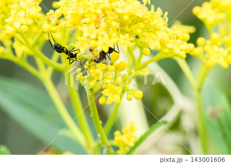 満開の黄色い花と蟻とアブラムシ 満開の黄色い花と蟻とアブラムシ 143001606