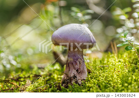 lilac mushroom growing in the moss, lepista nuda lilac mushroom growing in the moss, lepista nuda 143001624