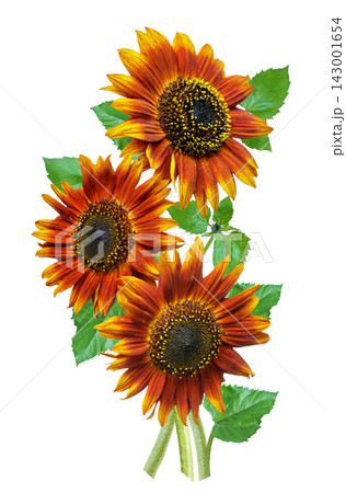 bouquet of blooming red sunflowers isolated on white background bouquet of blooming red sunflowers isolated on white background 143001654