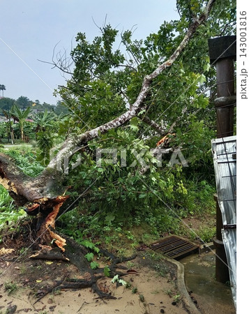 Fallen Rambutan Tree Trunk Broken By Strong Storm Fallen Rambutan Tree Trunk Broken By Strong Storm 143001816