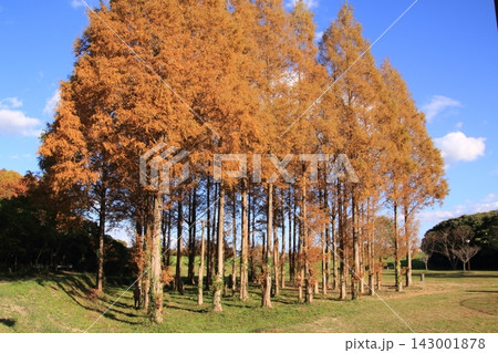 紅葉したメタセコイアの大木 紅葉したメタセコイアの大木 143001878