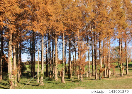 紅葉したメタセコイアの大木 143001879