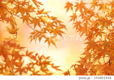 オレンジ色に輝く紅葉したカエデの葉 オレンジ色に輝く紅葉したカエデの葉 143001938