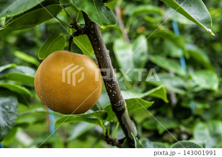 秋の味覚　木に実る梨　あきあかりのなし狩り　宮城県仙台市 143001991
