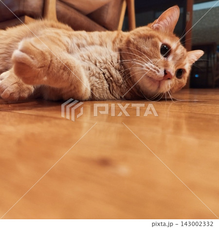寝そべる茶トラ猫 143002332