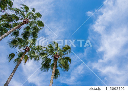 ヤシの木と青空 ヤシの木と青空 143002391