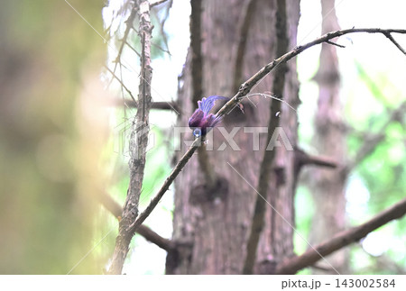 飛んで虫を追いかけるオスのサンコウチョウ 飛んで虫を追いかけるオスのサンコウチョウ 143002584
