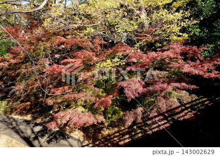 池田城跡公園の大手門への橋の上から紅葉を見た風景 大阪府池田市 池田城跡公園の大手門への橋の上から紅葉を見た風景 大阪府池田市 143002629