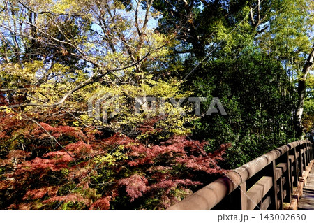 池田城跡公園の大手門への橋の上から紅葉を見た風景　大阪府池田市 143002630