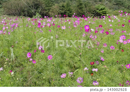 秋の長野県佐久市秋の長野県佐久市の線路沿いにハギの花が咲き牧場のコススモス園でもコスモスが満開です。 143002928