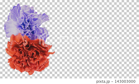 Red and purple carnation flowers, transparent background, macro. Red and purple carnation flowers, transparent background, macro. 143003000