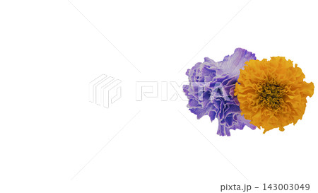 ゴールドマリーと紫色のカーネーションの花 背景透過 マクロ ゴールドマリーと紫色のカーネーションの花 背景透過 マクロ 143003049