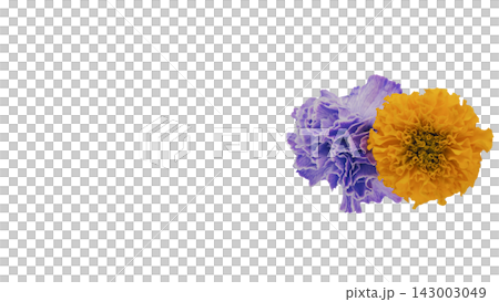 ゴールドマリーと紫色のカーネーションの花 背景透過 マクロ ゴールドマリーと紫色のカーネーションの花 背景透過 マクロ 143003049