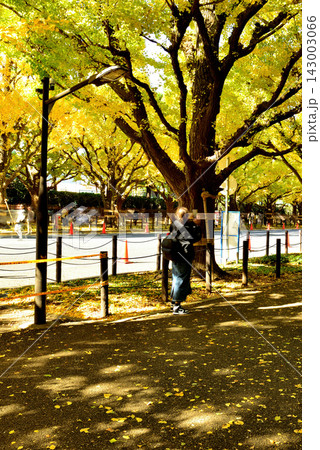 明治神宮外苑 初秋の銀杏並木 紅葉 明治神宮外苑 初秋の銀杏並木 紅葉 143003066