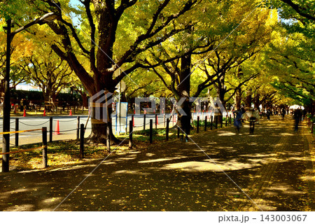 明治神宮外苑 初秋の銀杏並木 紅葉 明治神宮外苑 初秋の銀杏並木 紅葉 143003067
