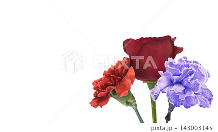 赤い薔薇と赤・紫のカーネーションの花 背景透過 マクロ 赤い薔薇と赤・紫のカーネーションの花 背景透過 マクロ 143003145