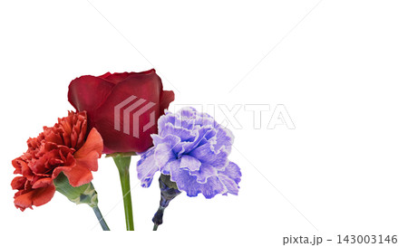 赤い薔薇と赤・紫のカーネーションの花 背景透過 マクロ 赤い薔薇と赤・紫のカーネーションの花 背景透過 マクロ 143003146