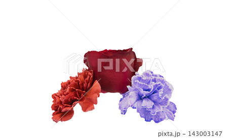 赤い薔薇と赤・紫のカーネーションの花 背景透過 マクロ 赤い薔薇と赤・紫のカーネーションの花 背景透過 マクロ 143003147