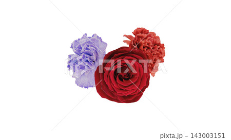 赤い薔薇と赤・紫のカーネーションの花 背景透過 マクロ 143003151