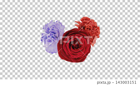 赤い薔薇と赤・紫のカーネーションの花 背景透過 マクロ 143003151