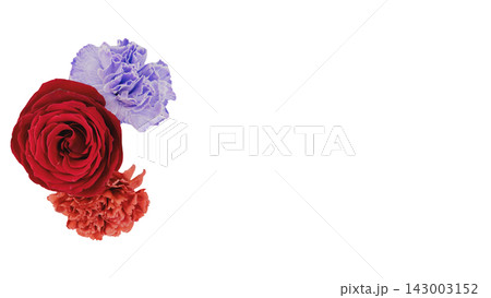 赤い薔薇と赤・紫のカーネーションの花 背景透過 マクロ 赤い薔薇と赤・紫のカーネーションの花 背景透過 マクロ 143003152