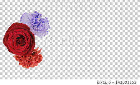 赤い薔薇と赤・紫のカーネーションの花 背景透過 マクロ 赤い薔薇と赤・紫のカーネーションの花 背景透過 マクロ 143003152